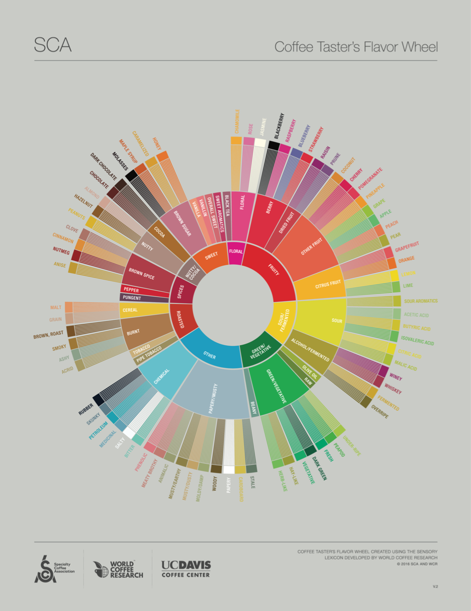 SCA Coffee Taster Flavor Wheel